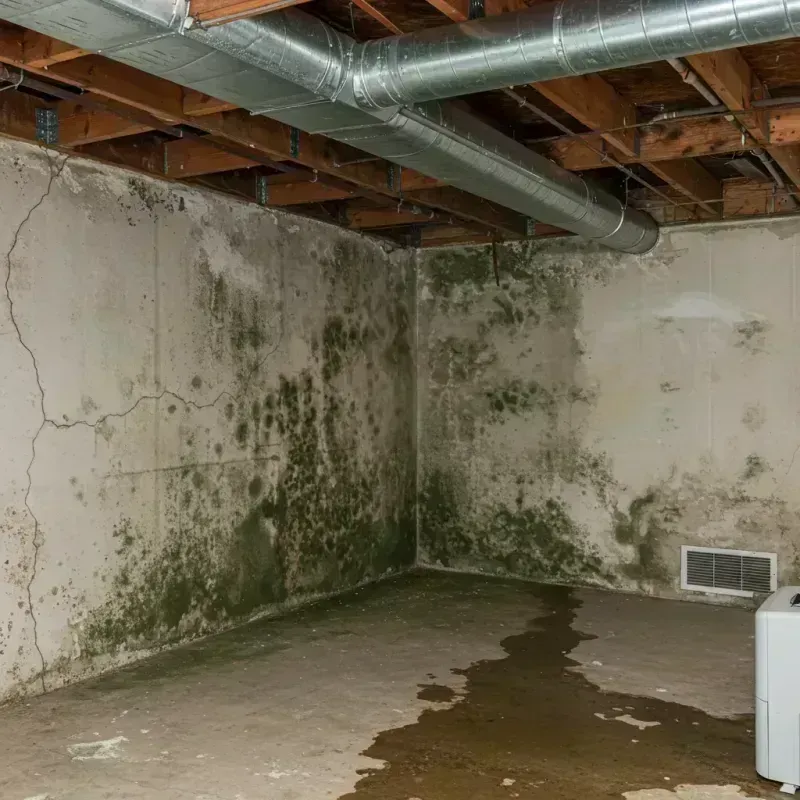 Professional Mold Removal in Greensboro, AL